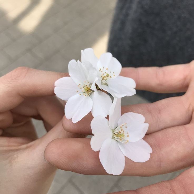 aşırı hoseok bence