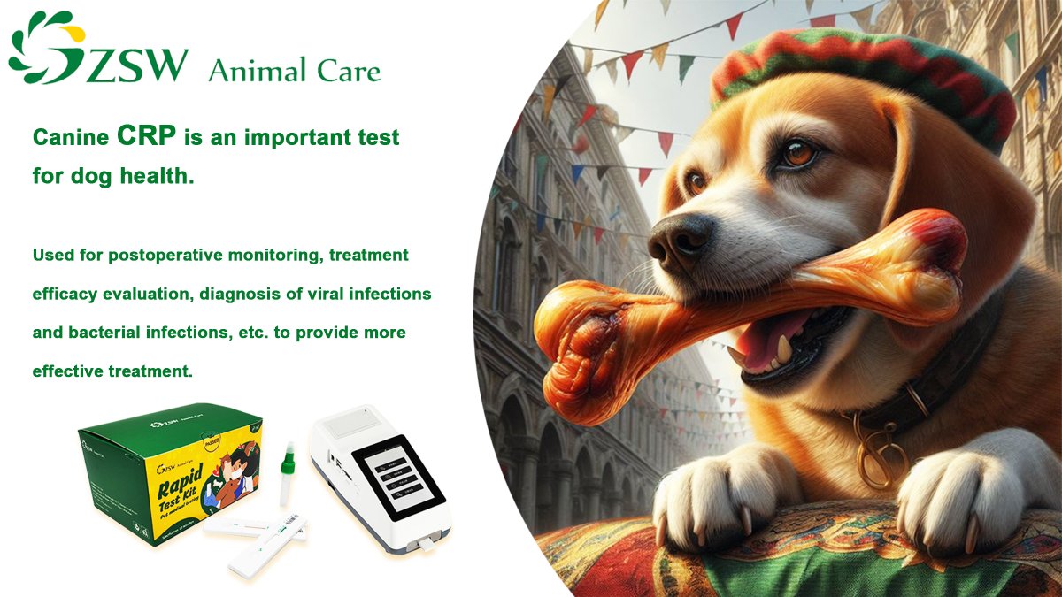BiotechJz82014's tweet photo. Canine CRP is an important test for dog health.
Used for postoperative monitoring, treatment efficacy evaluation, diagnosis of viral infections and bacterial infections, etc. to provide more effective treatment.#veterinary #petdetection #CRP https://t.co/lrxYy0ojDN