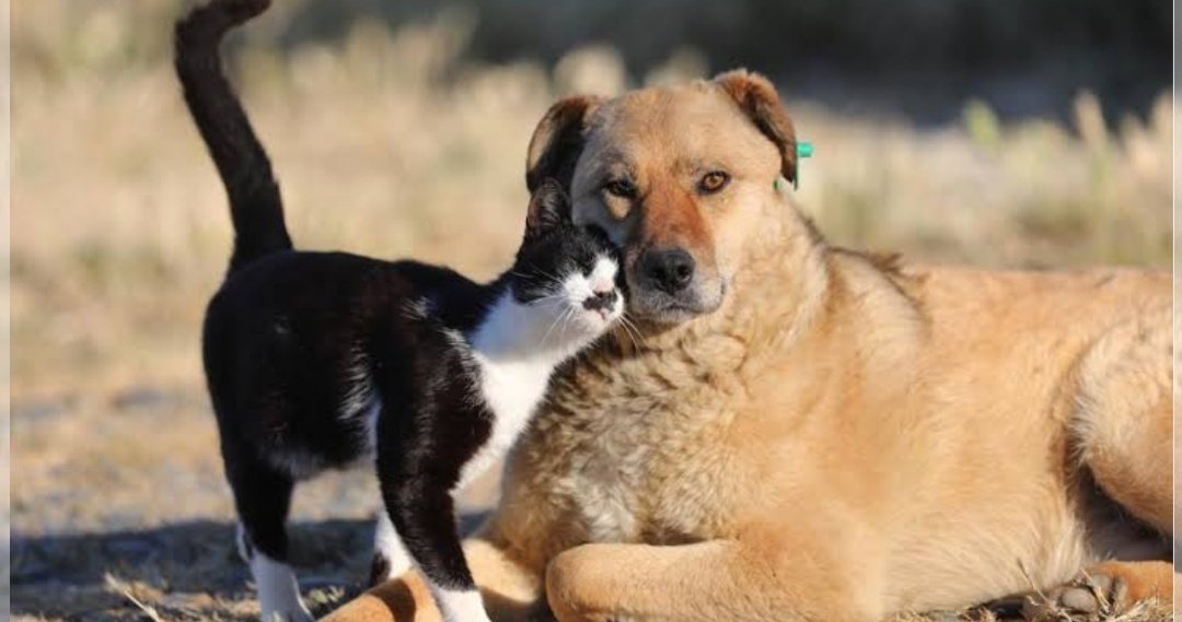 ZamHaberAjans's tweet photo. Kış aylarında köpekler 17 saat, 
Kediler ise 6 saat aç kalırlarsa donar ve ölürler. 

Lütfen patili dostlarımızı beslemeyi unutmayalım. 🐾 https://t.co/XOpMjbOmBu