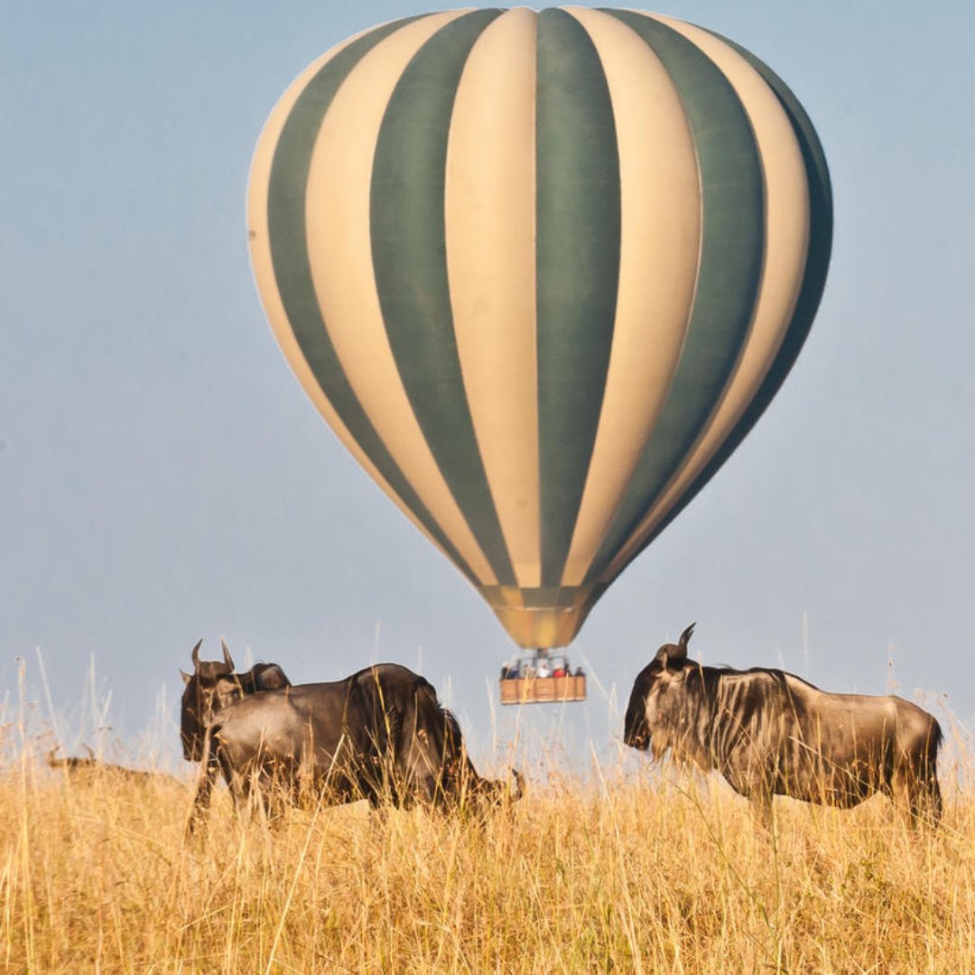 For wildlife lovers, the Best Time To Visit Serengeti is definitely the dry season. For the birdwatchers, the period between December and March is probably one of the best times of the year.  

visit us @ lifetimesafaristz.com/serengeti-nati…… 

Phone: +255 75 5419246  #tanzania #serengeti