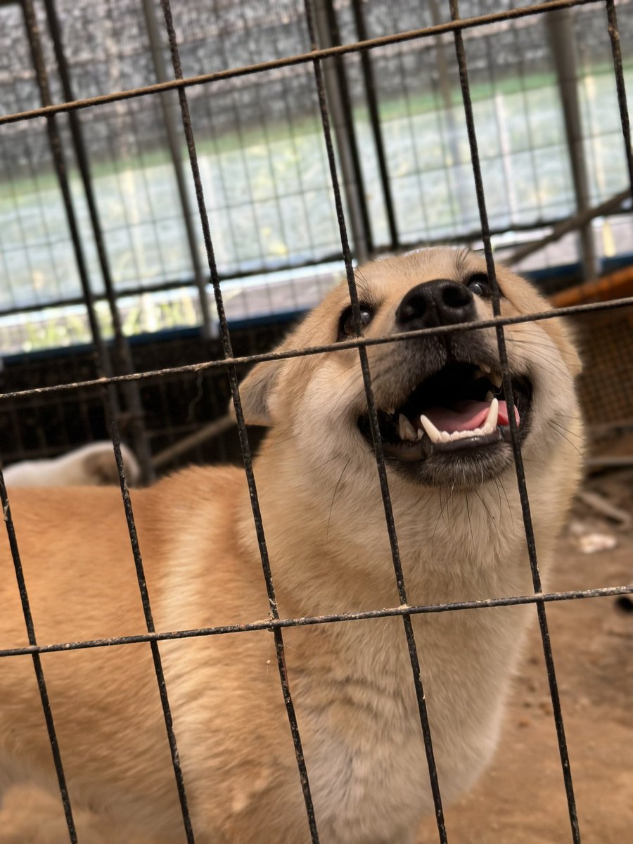 곡성보호소 홍보 봉사 한울 tweet media