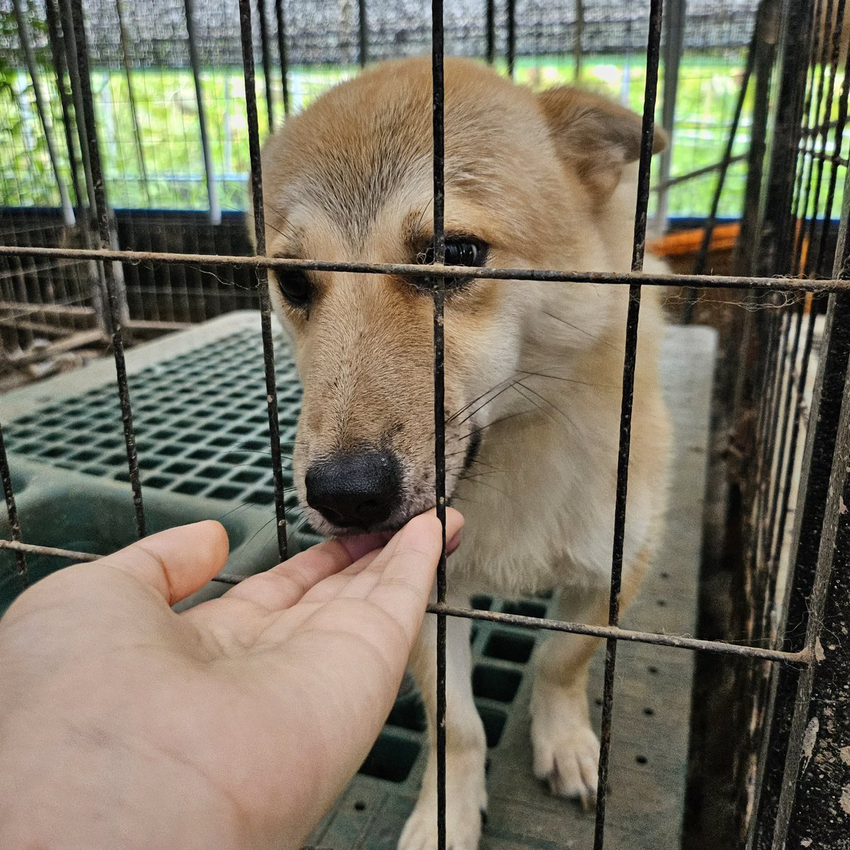 곡성보호소 홍보 봉사 한울 tweet media