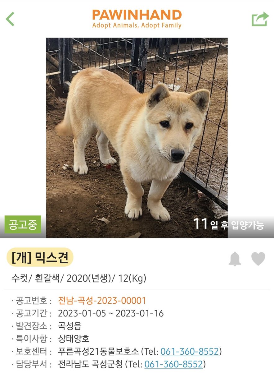 곡성보호소 홍보 봉사 한울 tweet media