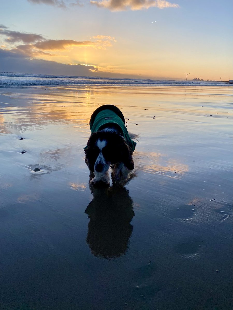 SpanielsSuper's tweet photo. We were up early this morning to take dad to the airport 
Then we went to Cambois, it was beautiful, but so very cold 
We had a lovely time , but are now home waiting for mum to light the fire 🔥 #HurryUpMum #ItsFreezing https://t.co/rHmOXe3WAj