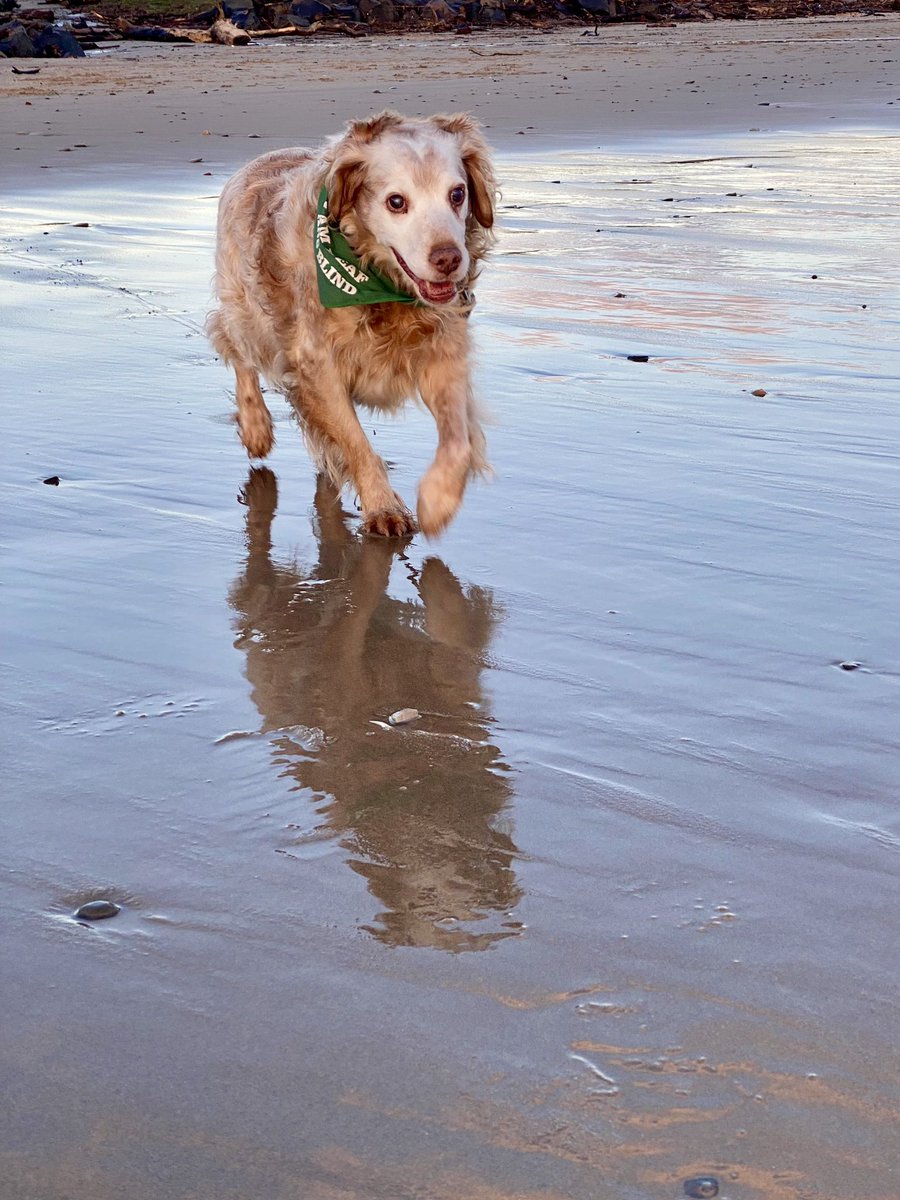 SpanielsSuper's tweet photo. We were up early this morning to take dad to the airport 
Then we went to Cambois, it was beautiful, but so very cold 
We had a lovely time , but are now home waiting for mum to light the fire 🔥 #HurryUpMum #ItsFreezing https://t.co/rHmOXe3WAj