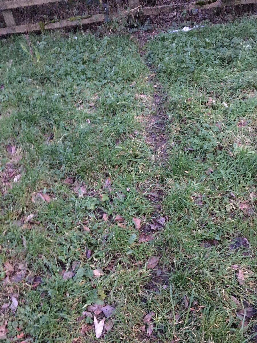After following a well worn badger path after picking up an RTA, the first sett of the year was found.🦡🦡🦡