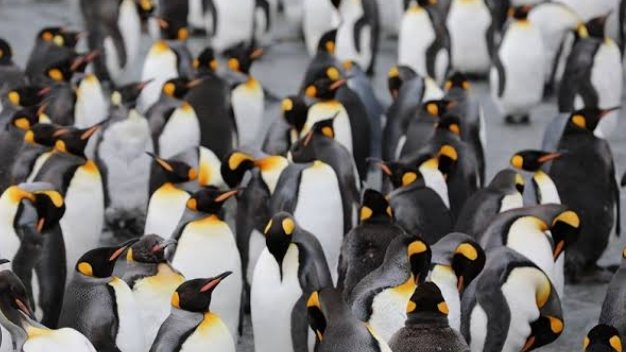 🐧🐧🐧 mari berteman