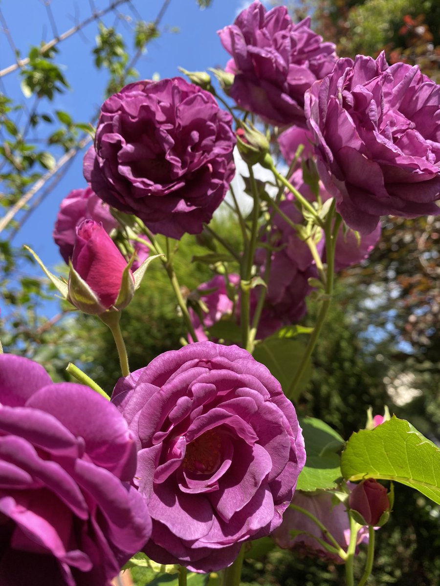 Somewhe07814641's tweet photo. A Happy #MagentaMonday with Minerva memories. 
#GardeningX #Roses #RoseADay #GardeningTwitter #MondayMorning https://t.co/CrZ6mNk7TO
