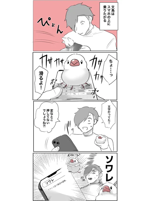 何か意味深なようでよくわからない奇跡のメッセージ #文鳥
