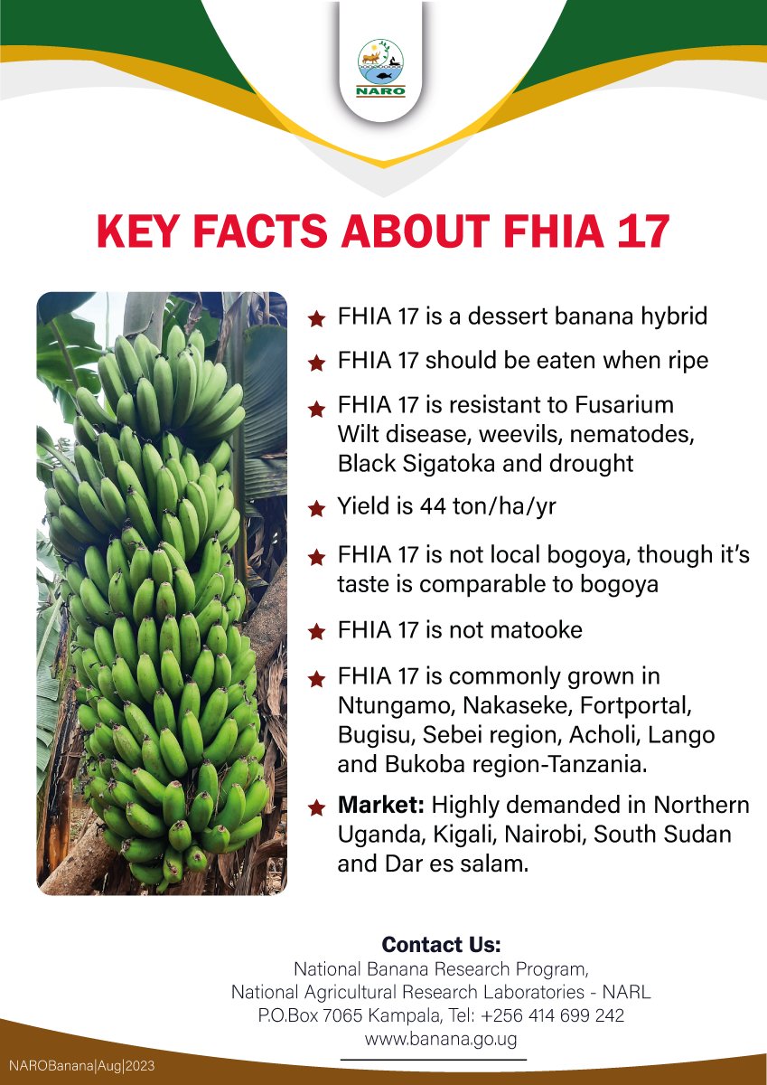 NAROBanana's tweet photo. #DidYouKnow these facts about FHIA

Different FHIA banana genotypes were introduced in Uganda but #FHIA17 &amp; #FHIA25 are mostly grown.

#FHIA is tolerant to drought
#FHIA17 is eaten as a dessert banana. 
#FHIA25 is good for juice. https://t.co/WjSMrrkOwW