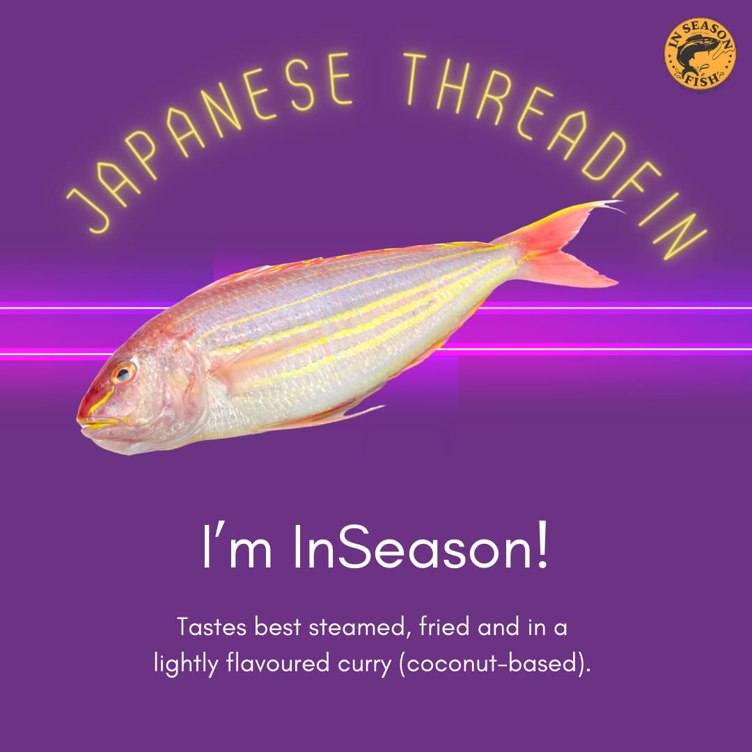 Seasonal fish alert!

Add this variety to your January! #askforinseasonfish along both Indian coasts in January!

Let us know in the comments which recipes work best with them!

#inseason #uncommon #seasonal #diverse #indian #curry #fry #steamed #dolphinfish #threadfin
