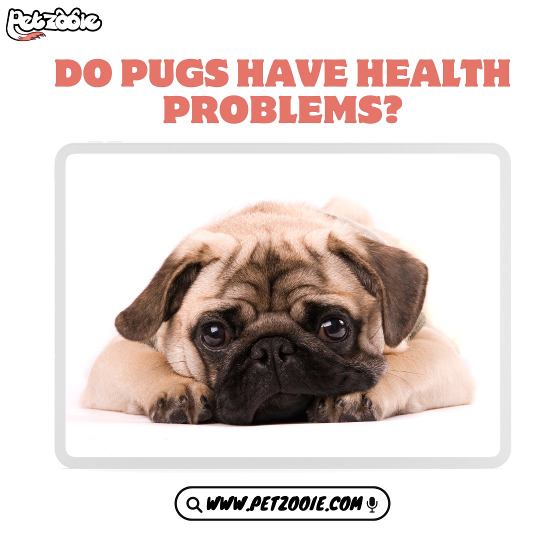 Petzooie's tweet photo. Do Pugs Have Health Problems?
learn More about it from Here:
https://t.co/re3uhwCReK
#PetRecipes #FoodiePets #puppiesofinstagram #golden #puppies #goldenretrievers #goldenpuppy #animals #dogsofinstagram #puppygram #cutest_goldens #PetFitness #ActivePets #cutestgoldens https://t.co/YEP88aHt2i