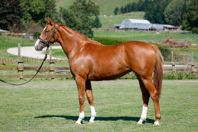 JenCampinRacing's tweet photo. The moment we've been waiting for! Tomorrow, the first of our WYNDSPELLE progeny are at the trials

WYNDSONG is raced by us here at JC Racing, she's trained by Forsman Racing &amp; heads to Tauranga, for Heat 1, 10.30am. If looks are anything to go by she's going to be Gr.1 winner! https://t.co/Mto0BNxYAR