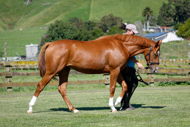JenCampinRacing's tweet photo. The moment we've been waiting for! Tomorrow, the first of our WYNDSPELLE progeny are at the trials

WYNDSONG is raced by us here at JC Racing, she's trained by Forsman Racing &amp; heads to Tauranga, for Heat 1, 10.30am. If looks are anything to go by she's going to be Gr.1 winner! https://t.co/Mto0BNxYAR