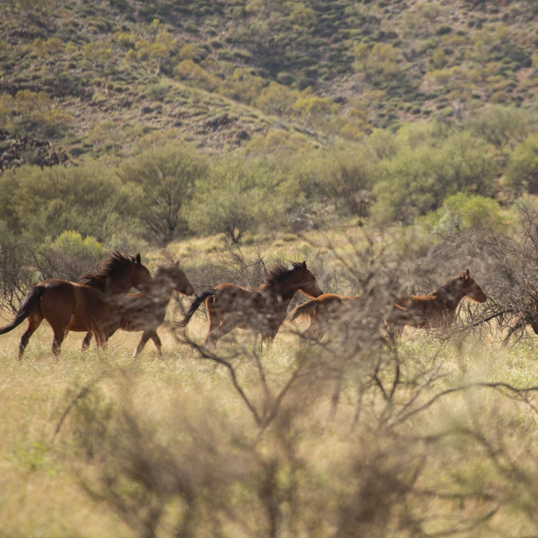 cdu_ni's tweet photo. Assoc Prof Payi Linda Ford joined a Q&amp;A panel of invasive species experts, cultural historians &amp; biologists in December for the @ISCAustralia 'Aliens Among Us' Webinar series re:Feral Horses aptly titled 'Horses, History and Havoc'. Watch👉🏾https://t.co/9UVrR7eIPN
#CDUresearch https://t.co/dWcvG0SddV