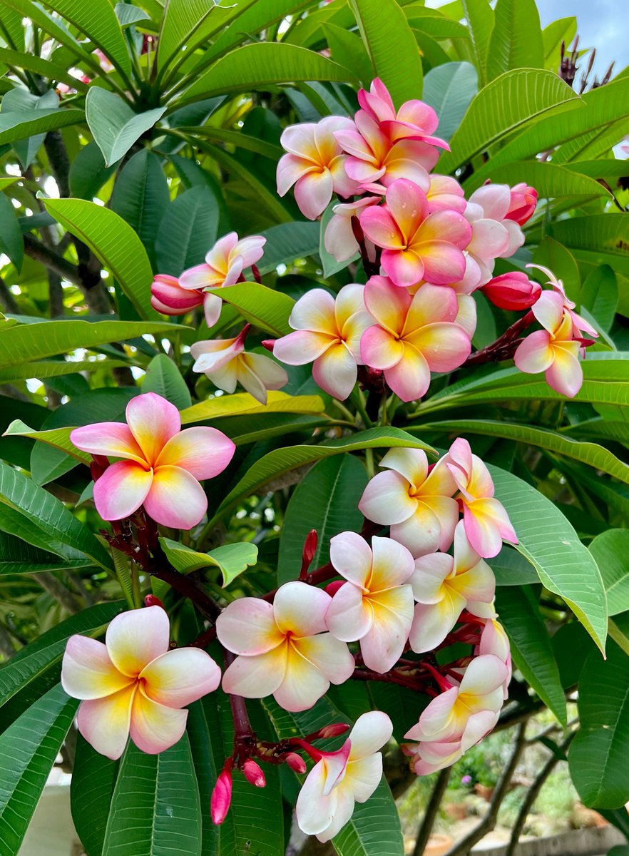 Frangipani love