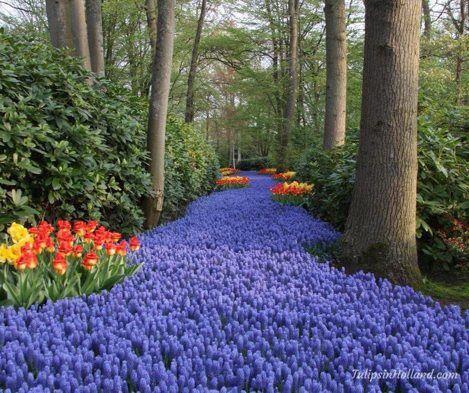 It’s Blue Monday! To cheer everyone up, the blue grape hyacinth river from Keukenhof with some red tulips on the side. Have a beautiful Monday and take care of yourself and the people around you.💙🌷

#travel to the #tulipsinholland spring 2024 tulipsinholland.com #BlueMonday