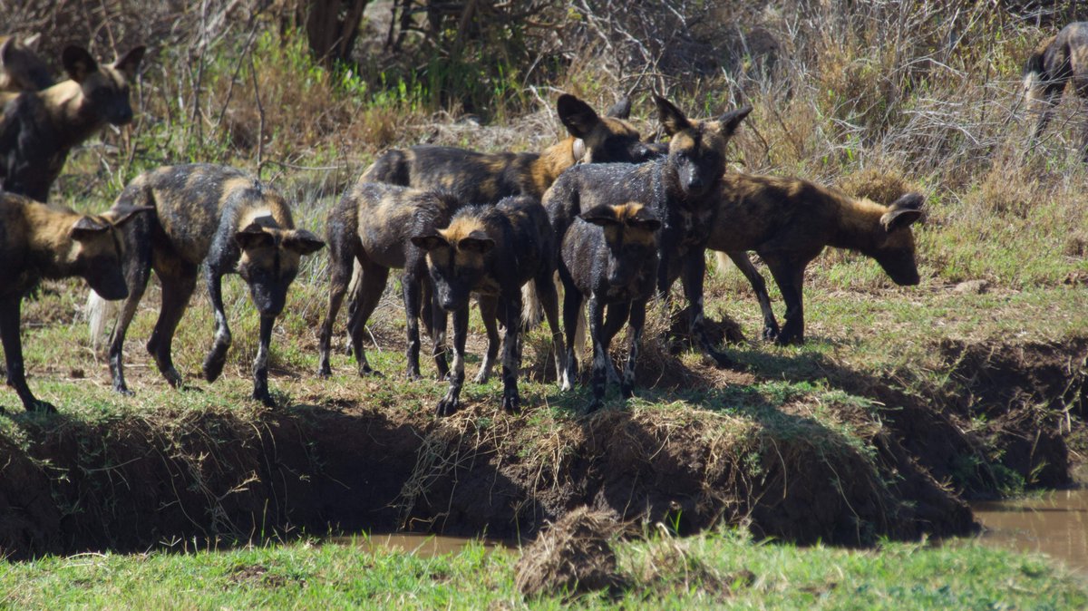 mpala_rc's tweet photo. Thread: #ScienceSpotlight: The article highlights how climate change may inhibit the ability of species to cope with extreme climates, reducing the number of cooperatively breeding species like African wild dogs to a point where the population might collapse. @MpalaWildDogs https://t.co/Amgc6ZEVEv