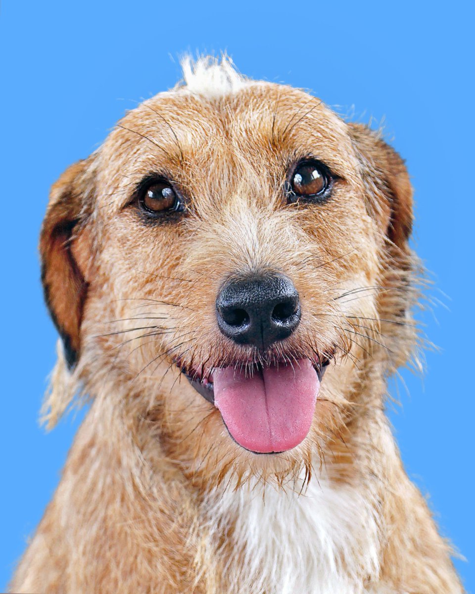 LuckyTailsPhoto's tweet photo. Nova, Ata, and Delta - are three heartwarming, playful, and adorable mix terriers. These precious pups are optimistically waiting for someone to welcome them into their loving home, and they can be adopted individually or together from Rumah Singgah TPP @TPaopaoo. https://t.co/G0RD7A7oix