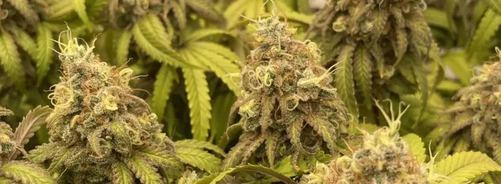 HappyBirdSeeds's tweet image. The Multisensory Experience Of Zoap Strain.  Learn more About Zoap Cannabis Strain: blimburnseeds.com/blog/best-mari… #zoap #cannabis #Terps #CannaLand #weedsmokers