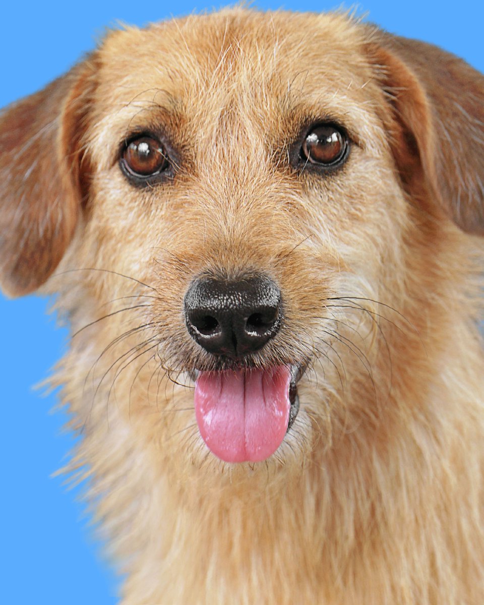 LuckyTailsPhoto's tweet photo. Nova, Ata, and Delta - are three heartwarming, playful, and adorable mix terriers. These precious pups are optimistically waiting for someone to welcome them into their loving home, and they can be adopted individually or together from Rumah Singgah TPP @TPaopaoo. https://t.co/G0RD7A7oix