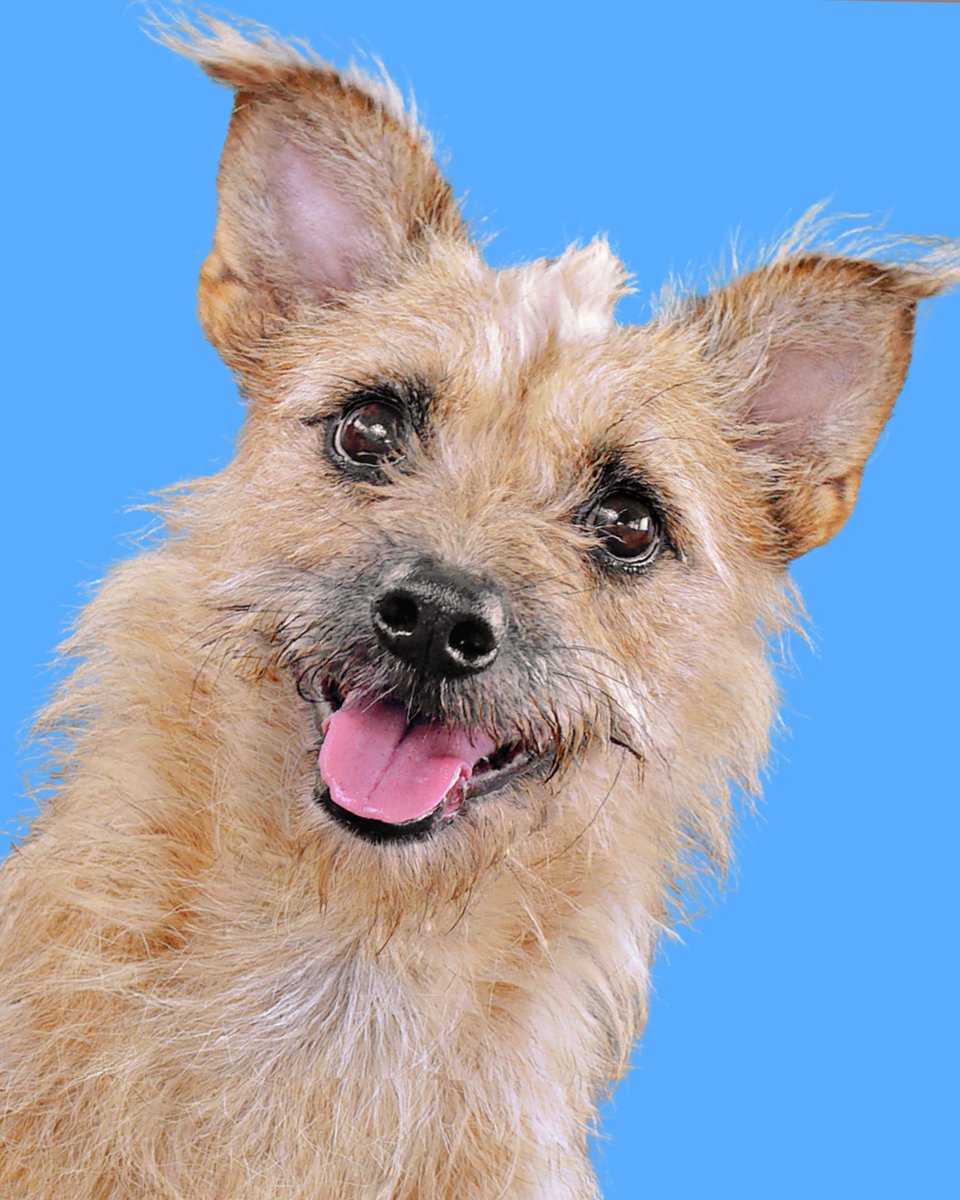 LuckyTailsPhoto's tweet photo. Nova, Ata, and Delta - are three heartwarming, playful, and adorable mix terriers. These precious pups are optimistically waiting for someone to welcome them into their loving home, and they can be adopted individually or together from Rumah Singgah TPP @TPaopaoo. https://t.co/G0RD7A7oix