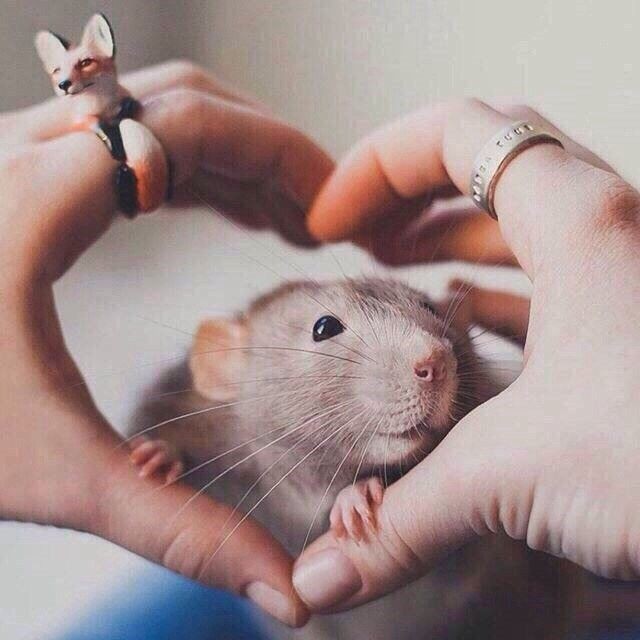 brig_dm's tweet photo. "On n'a pas deux coeurs, un pour les animaux et un pour les humains. On a un cœur ou on n'en a pas". 
(Alphonse de Lamartine) https://t.co/Kj5SwMFzZv