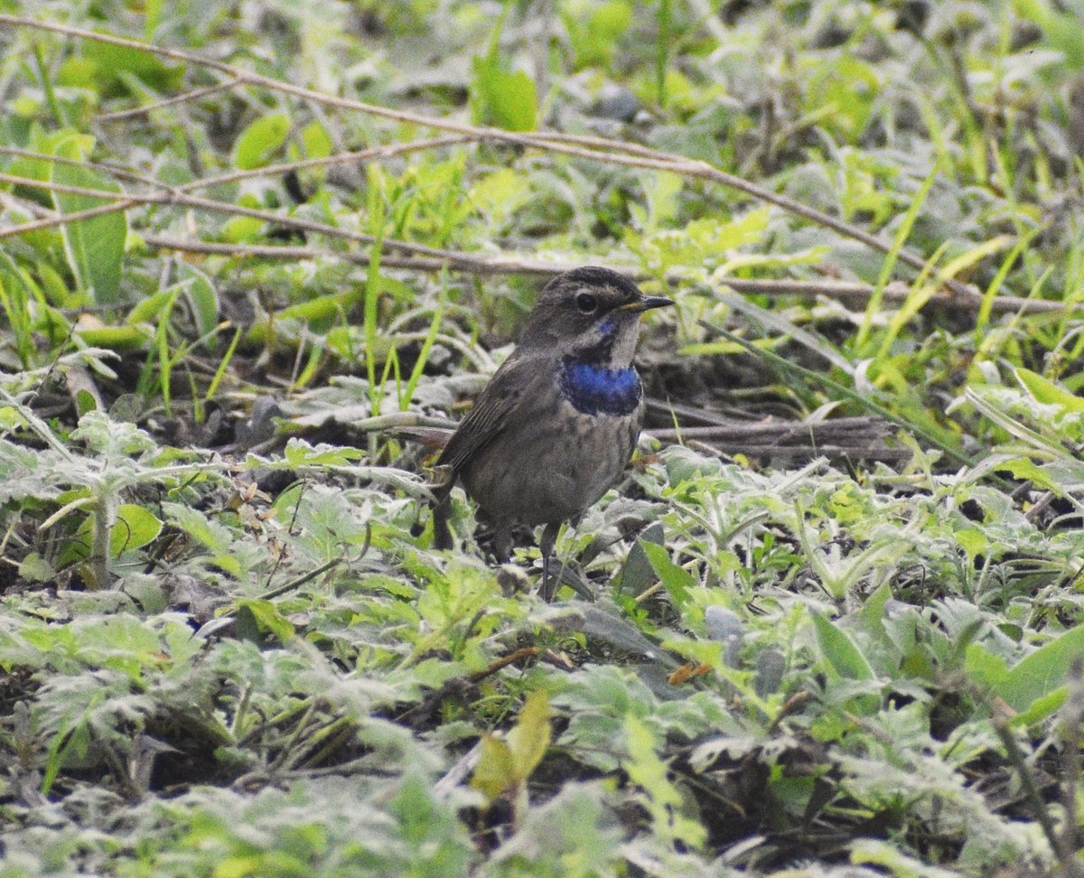 Bluethroat ....for the monday Happy makar sankranti ,pongal , n magh bihu 🪁🌾 #IndiAves #TwitterNaturePhotography #TwitterNatureCommunity #ThePhotoHour #BirdsOfTwitter