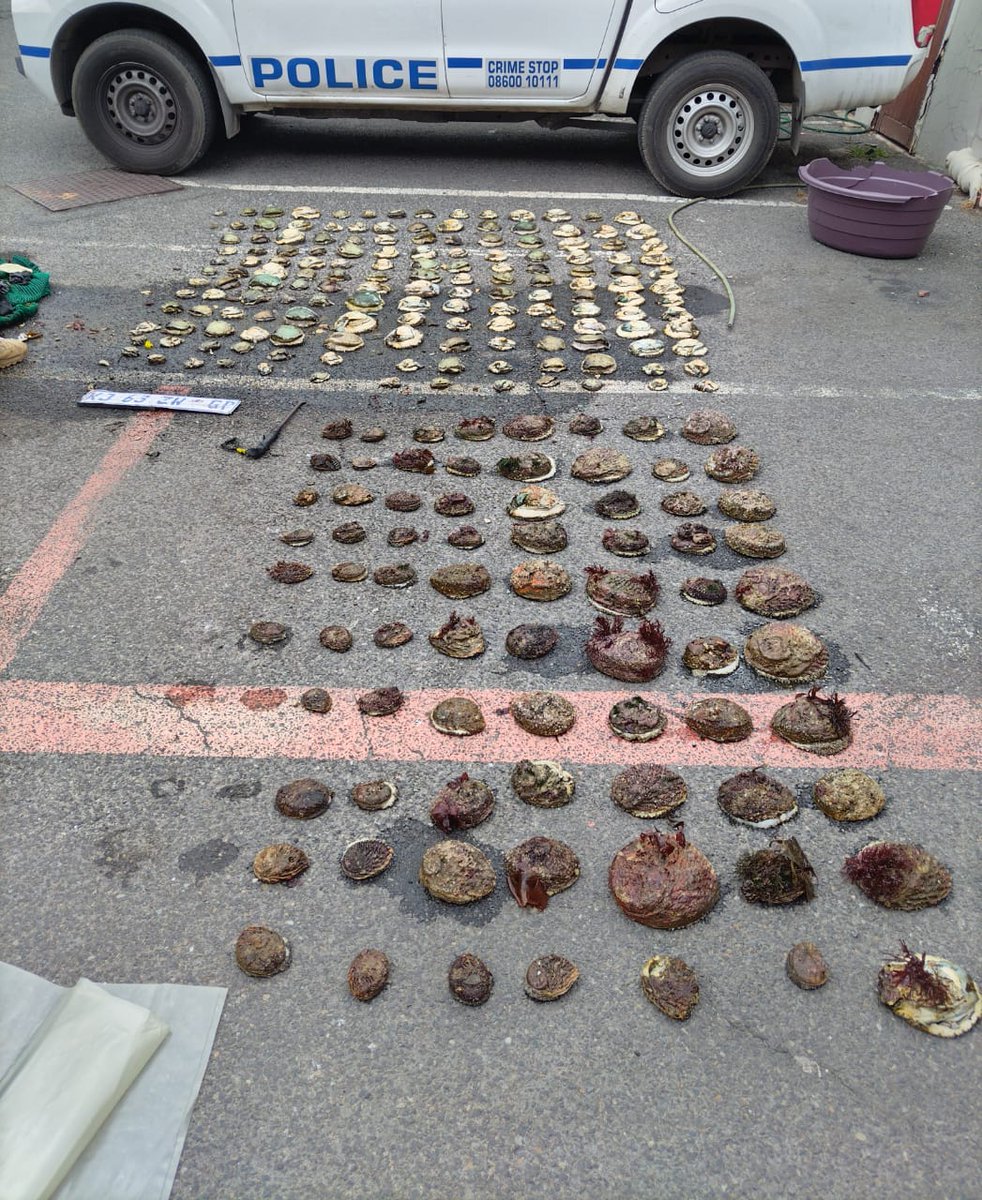 TableMountainNP's tweet photo. Well done to K9 Hailey and the SANParks Sea, Air, and Mountain (SEAM) Team for their dedication and swift action, which led to the arrest of a suspect in possession of 234 units of abalone
Read More ➡️ https://t.co/7NtROrfu7D
#SANParks #SEAM_Team #TableMountain #CounterPoaching https://t.co/7zfBaTZw1Z