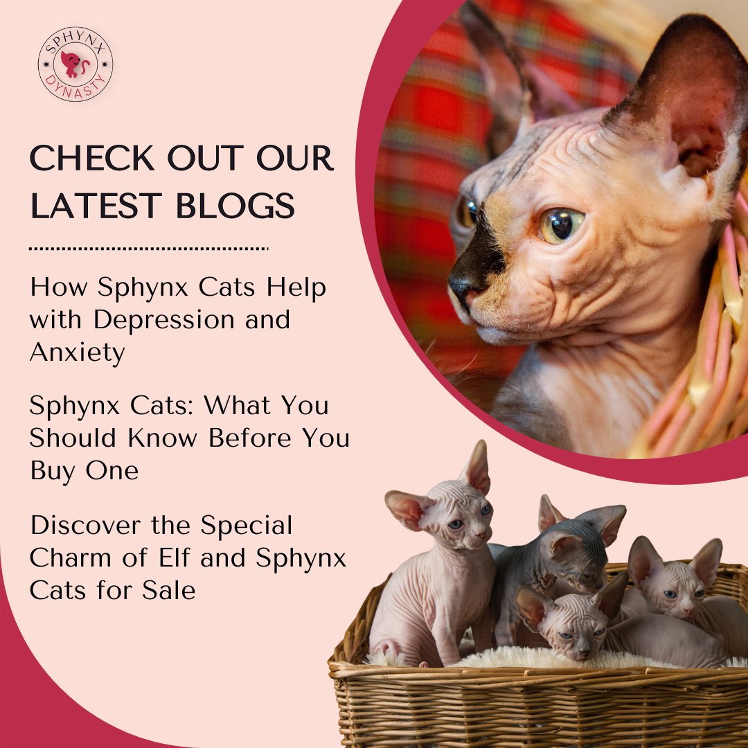 Visit our website sphynxdynasty.com/blogs/blog to read our latest 3 blogs.

We hope this is helpful for you!

#CatBreeding #SphynxCats #SphynxBreeder #ElfCat #SphynxCompanion #SphynxKittens
#MentalHealth #Depression #Anxiety #FelineCompanions