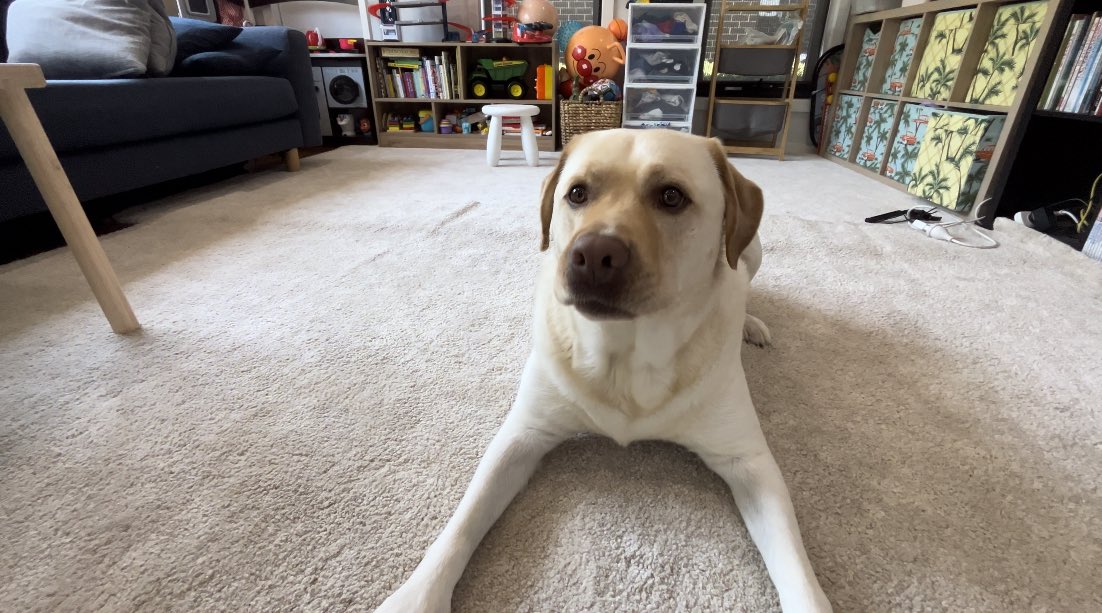 おもちゃに飛びかかる1秒前の顔