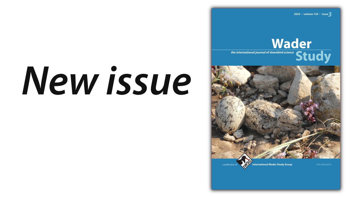 Do not miss the new Wader Study issue! Links to all contents in this thread 👇 #ornithology #waders #shorebirds