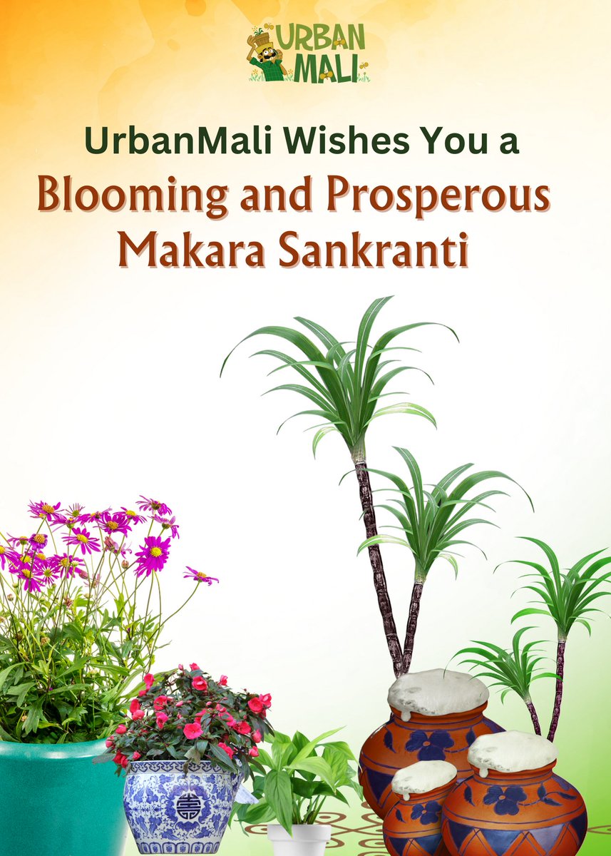 UrbanMali's tweet photo. UrbanMali Wishes You a Blooming Sankranti! 🪁🌞

On this festival of harvest and new beginnings, UrbanMali extends heartfelt wishes to you and your green haven! 

#HappySankranti #UrbanGreenery #GardenJoy#UrbanMali #UrbanGardening #HomeGardening #BangaloreGardeners https://t.co/hYNamm2g7y