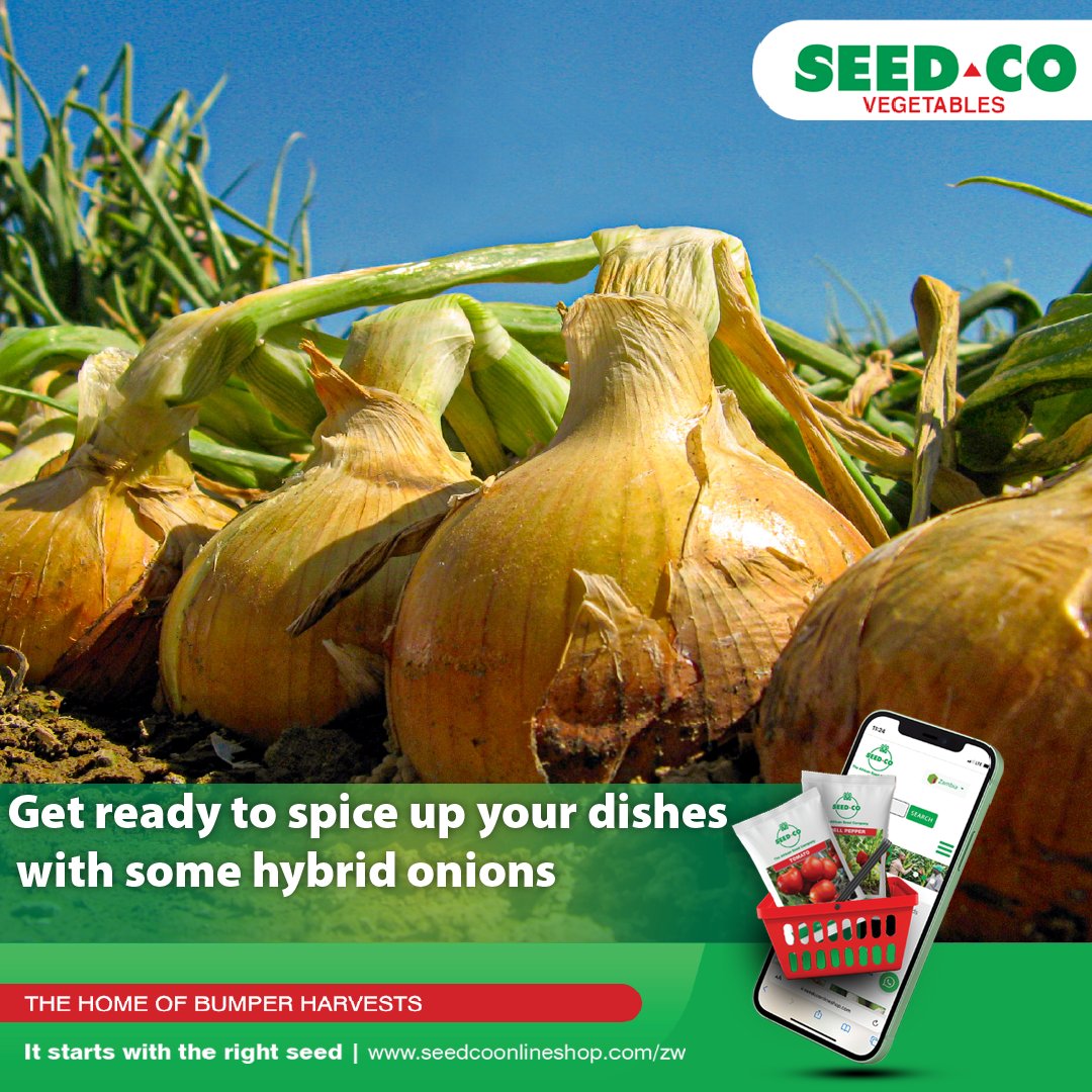 Seed Co Vegetables Zim tweet media