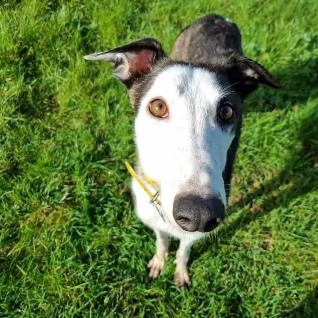 Barley Greyhound Sanctuary tweet media