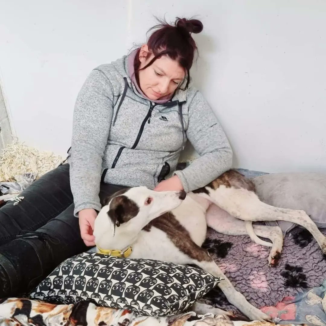 Barley Greyhound Sanctuary tweet media