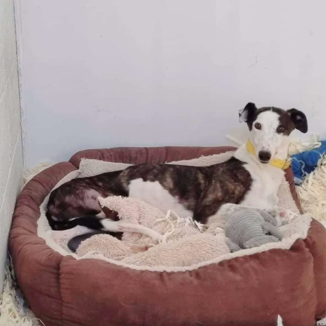 Barley Greyhound Sanctuary tweet media