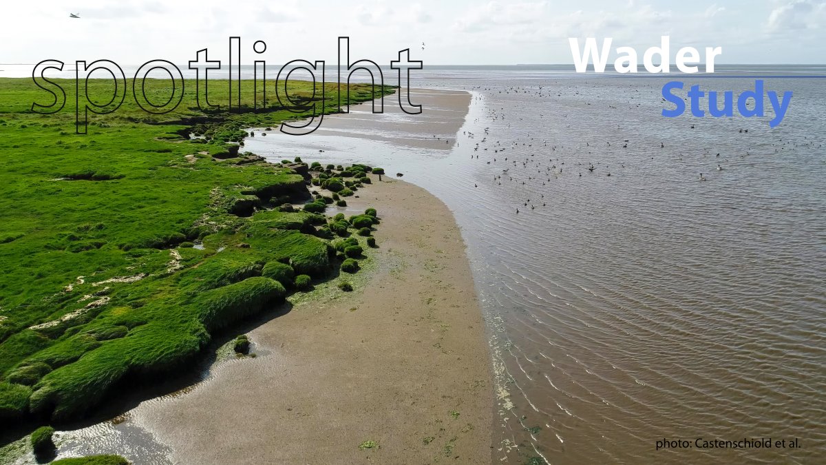 Spotlight by <a href="/DebbieBuehler/">Deborah Buehler</a>:
Eyes in the sky

waderstudygroup.org/article/17625/
#waders #shorebirds #ornithology #OpenAccess