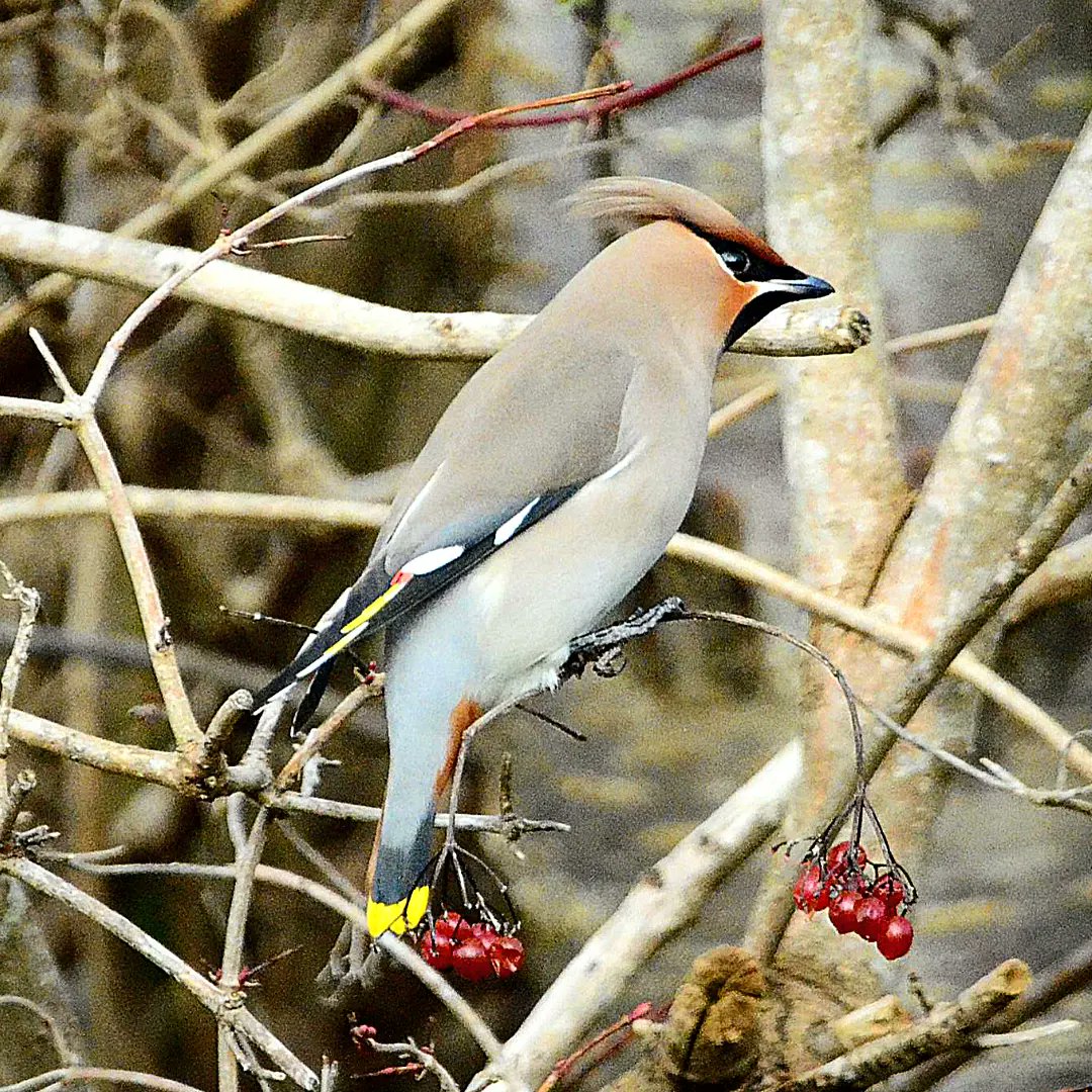 TheMentalDetect's tweet photo. A couple of bohemian eaxwings feeding off the berries🥰💖
#beautiful #wildlife #britishwildlife #cutewildlife #cute #eagle #twitteranimals #animalsoftwitter #animals #eagles #waxwings #owl #owls #waxwing #wildlifeuk #birdsofprey #nestin #helpwildlife #natgeo #natgeowild #bird https://t.co/EcDLbKi7Nc