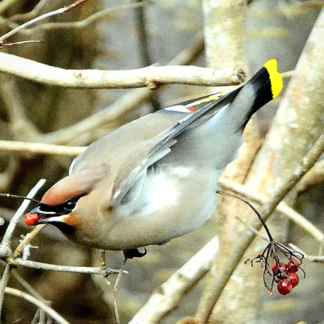 TheMentalDetect's tweet photo. A couple of bohemian eaxwings feeding off the berries🥰💖
#beautiful #wildlife #britishwildlife #cutewildlife #cute #eagle #twitteranimals #animalsoftwitter #animals #eagles #waxwings #owl #owls #waxwing #wildlifeuk #birdsofprey #nestin #helpwildlife #natgeo #natgeowild #bird https://t.co/EcDLbKi7Nc