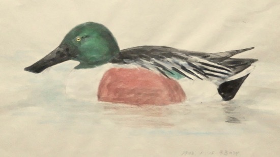 山本正臣　野鳥の詩 ネイチャー・スケッチ #NatureSketch #野鳥スケッチ #ハシビロガモ