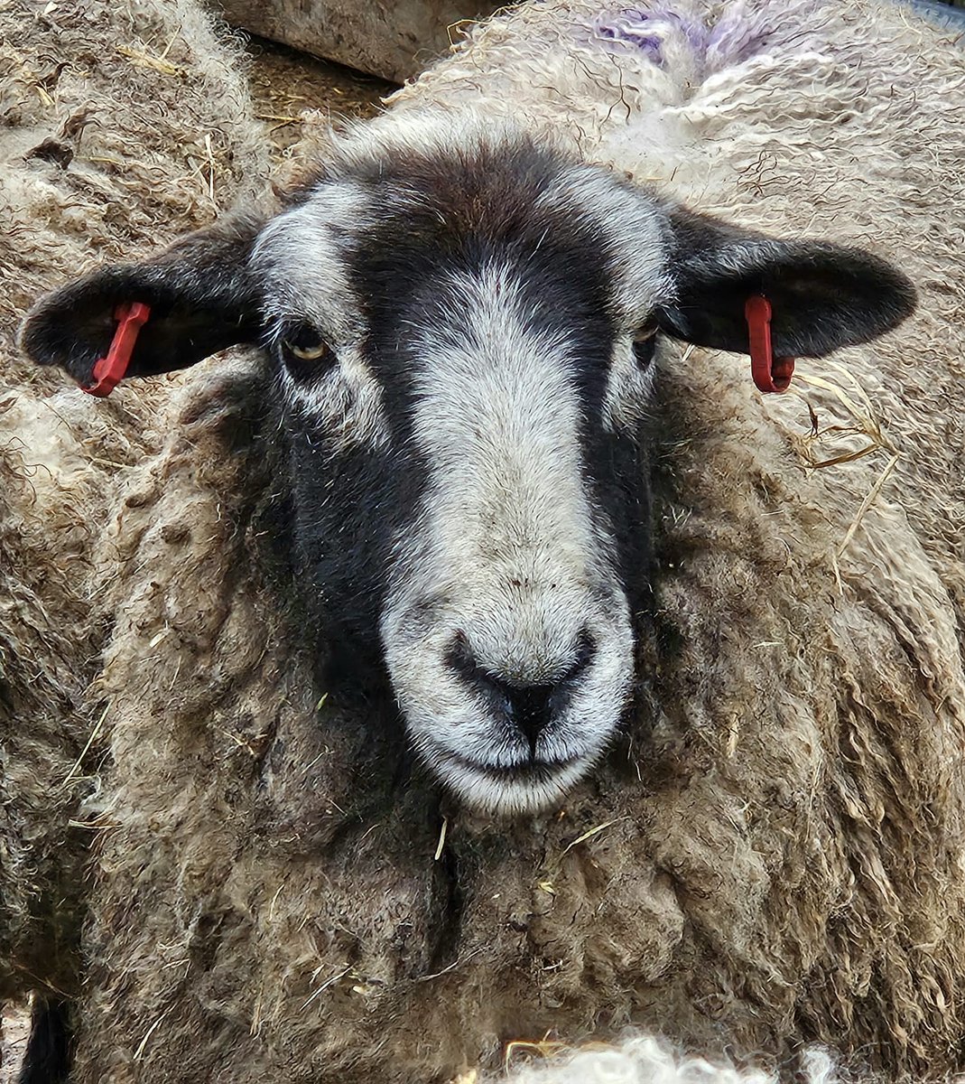 fars_sanctuary's tweet photo. "Remind me again why my name is Panda...?!" 🐼🐑 #HappyMonday friends – from #PandaSheep, from the FARS humans, from everyone 👋💖🥰🐏🐷🐈🕊 #MondayMood #MondayMorning #Warwickshire https://t.co/qHhXij65S5