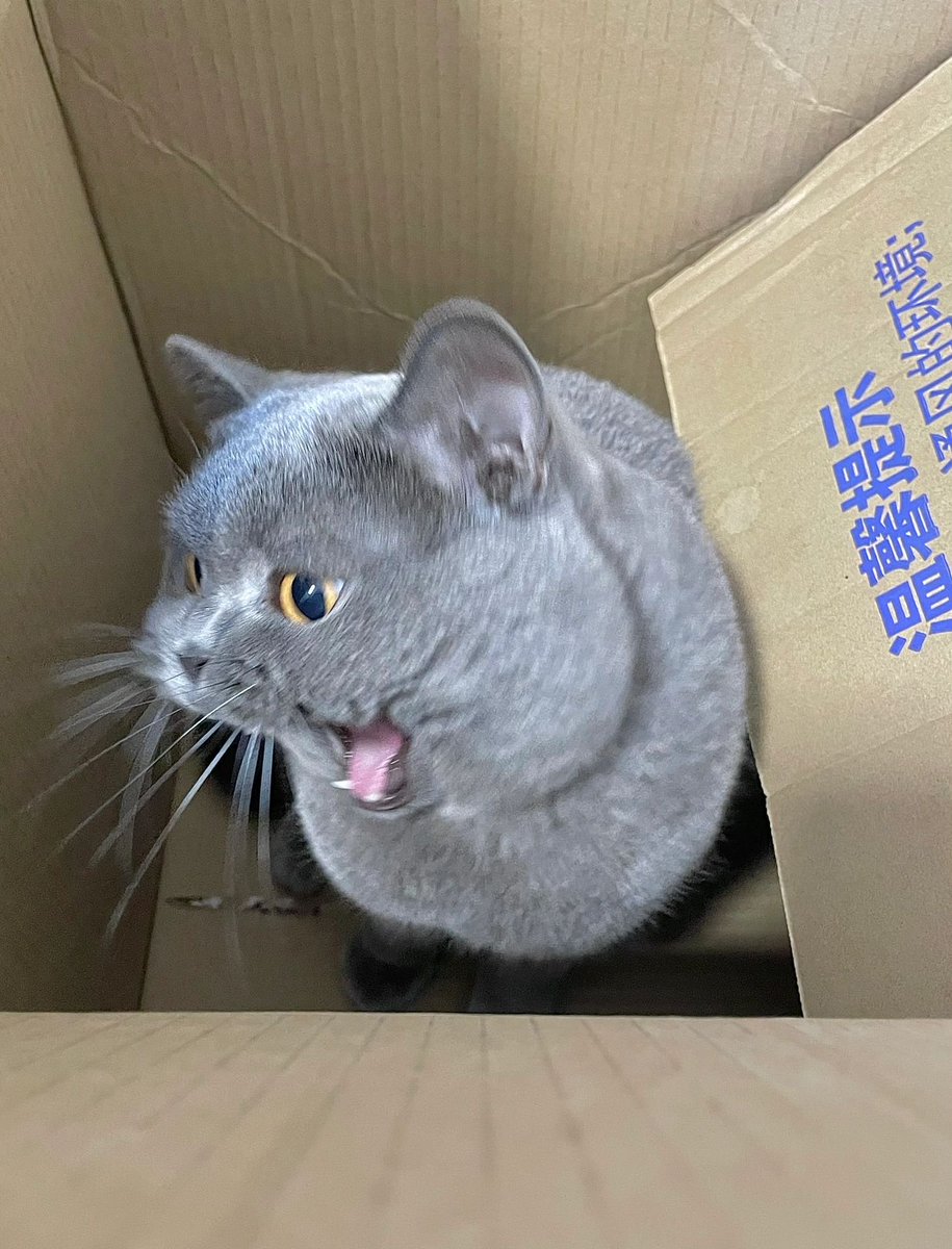 How to soothe an angry cat