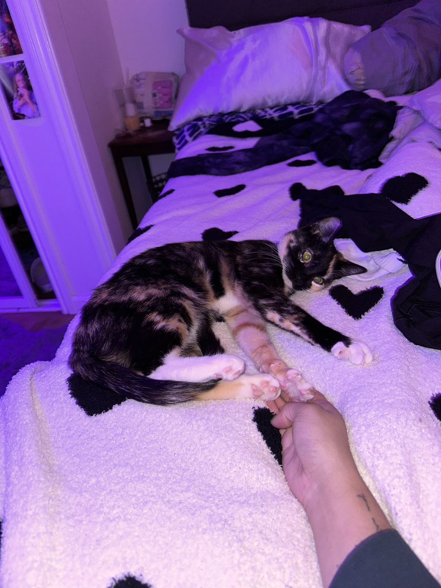 idfcddani's tweet photo. showing off my sweet babygirl mochi 🥰🥰🥺 https://t.co/Y1FY4Exqi6