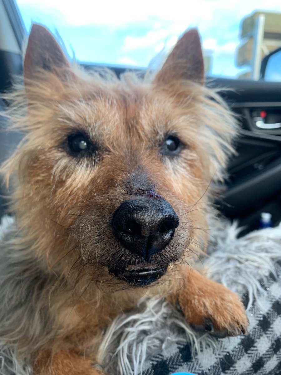 victoria spence tweet media