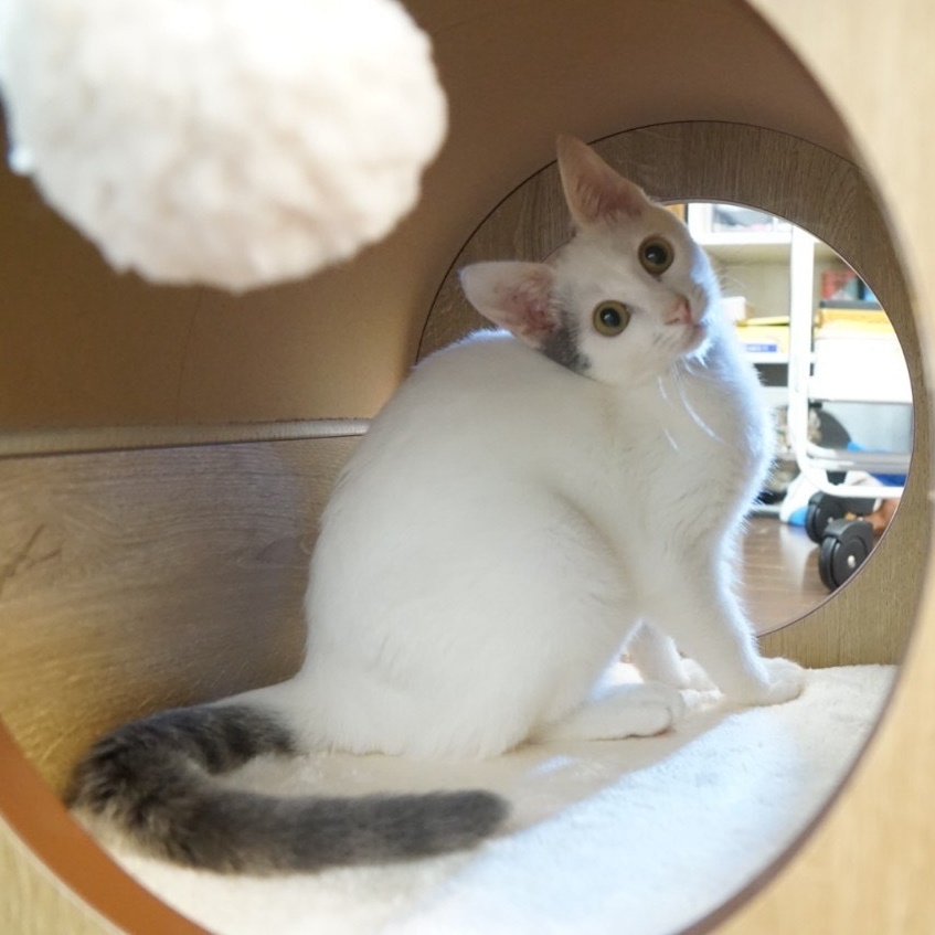 felissimonekobu's tweet photo. 【😺保護猫の譲渡会のお知らせ😺】  
1月21日（日）に「エスパスフェリシモ」にて、神戸猫ネットさまと共催で保護猫の譲渡会を開催します。
今回は44匹の猫さんが参加予定です。
是非お越し下さいニャ！ 
参加猫さん情報たっぷりの詳細ブログはこちら⇒ https://t.co/Sc34sYFXPx https://t.co/Dy9TACHkQh