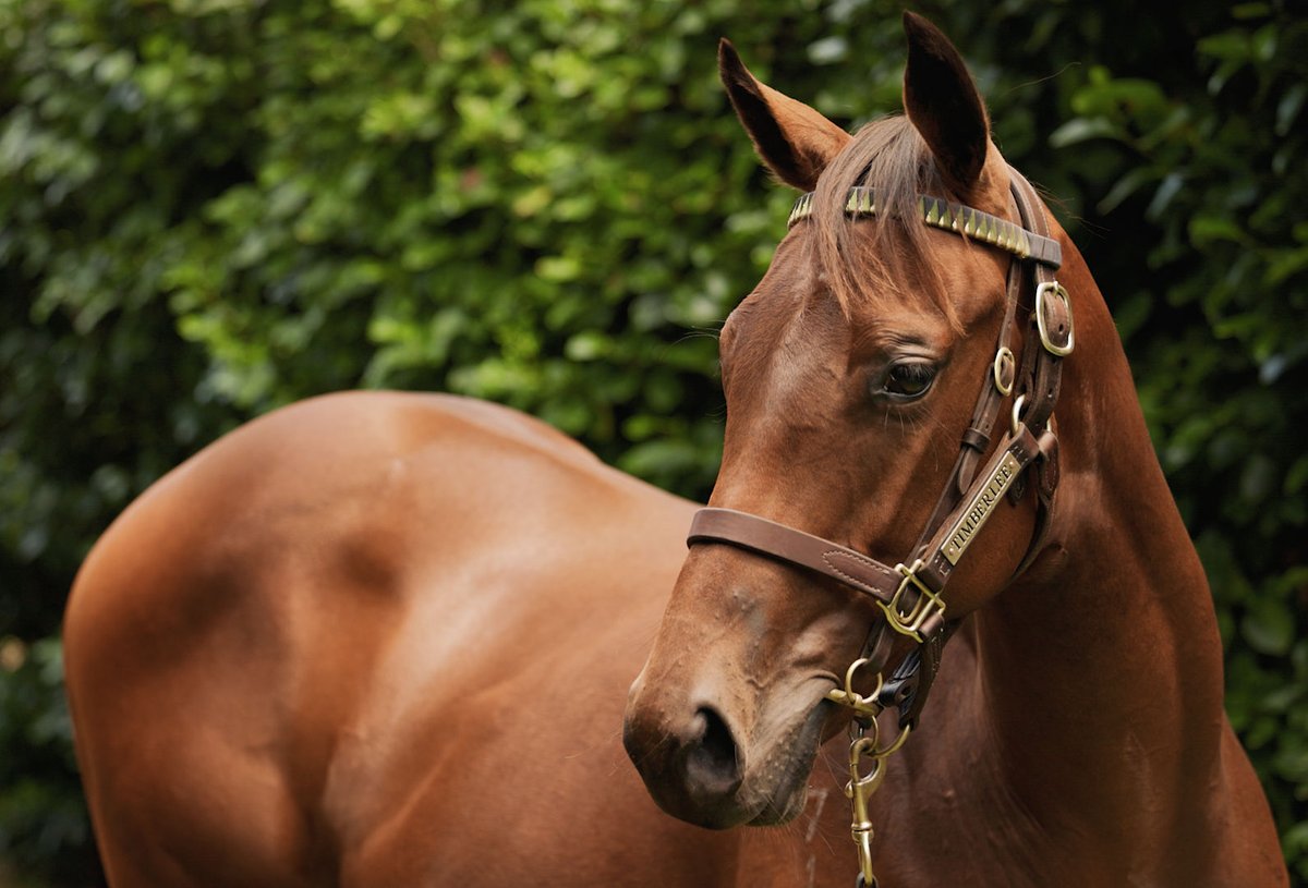 TimberleeTb's tweet photo. SHARES AVAILABLE 📷
📷 Preferment x Ulfah 2yo colt
📷 To be trained by G1 winning trainer Graham Richardson &amp; Rogan Norvall
A lovely colt by Gr 1 winning sire Preferment out of the Encosta de Lago mare “Ulfah”.
Ulfah won at two and was Gr 2 2nd in the Sires stakes in Australia https://t.co/4yUJJOIeGR