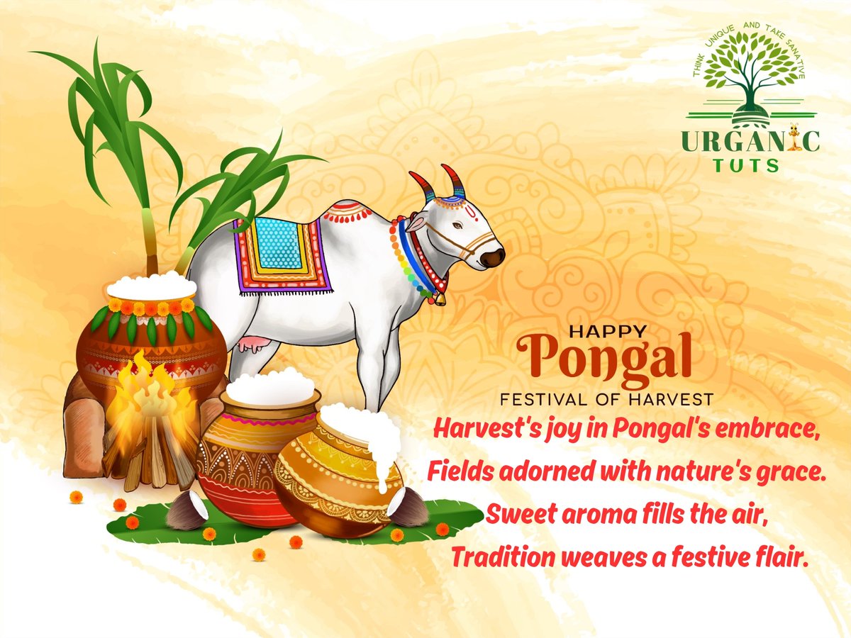 YoursTUTS's tweet photo. Harvest's joy in Pongal's embrace, 
Fields adorned with nature's grace. 
Sweet aroma fills the air, 
Tradition weaves a festive flair.

#pongal #festival #tamil #tamilnadu #chennai #happypongal #makarsankranti #pongalcelebration #india #love #instagram #trending https://t.co/kWsoo9eoEZ