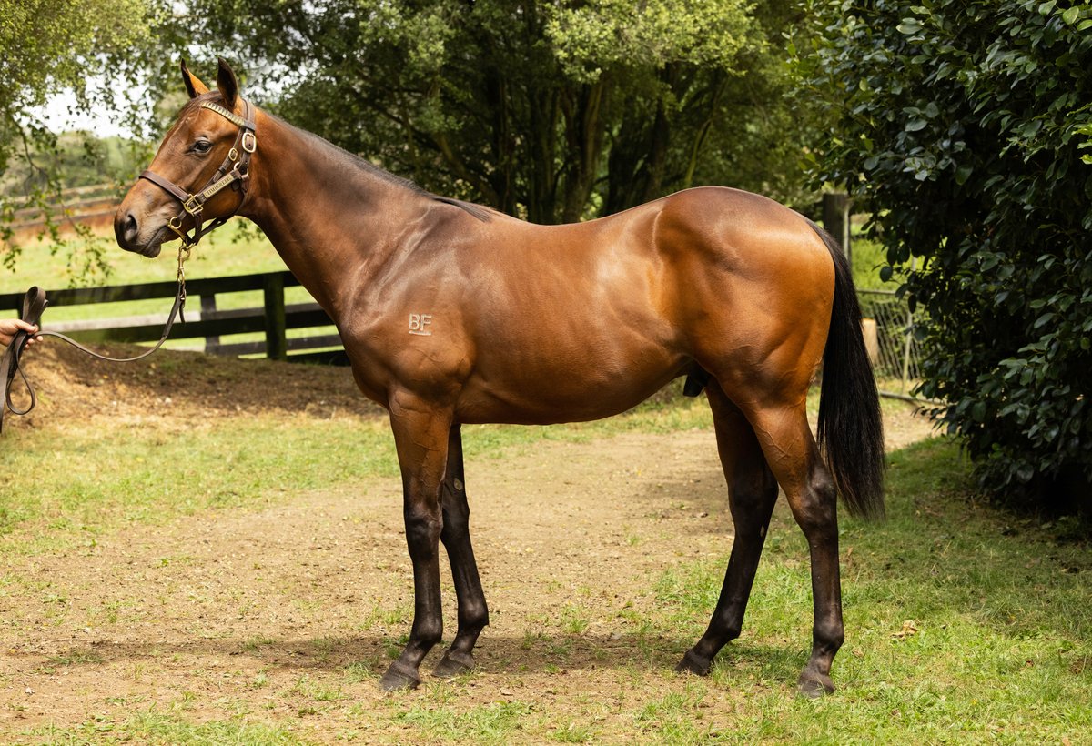 TimberleeTb's tweet photo. SHARES AVAILABLE 📷
📷 Preferment x Ulfah 2yo colt
📷 To be trained by G1 winning trainer Graham Richardson &amp; Rogan Norvall
A lovely colt by Gr 1 winning sire Preferment out of the Encosta de Lago mare “Ulfah”.
Ulfah won at two and was Gr 2 2nd in the Sires stakes in Australia https://t.co/4yUJJOIeGR