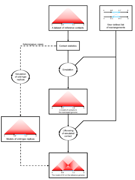 🔬 We've just released ChARM - a tool simulating Hi-C profiles for chromosomal rearrangements: biorxiv.org/content/10.110… 

👩‍💻 Please try it and provide feedback. Your input is invaluable for further development. You can find the Charm here: github.com/genomech/charm